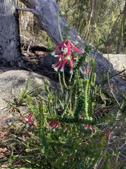 Epacris longiflora