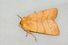 Charanyca trigrammica