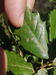 Janetia panteli