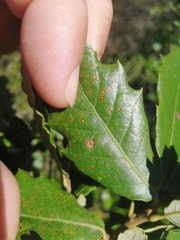 Janetia panteli