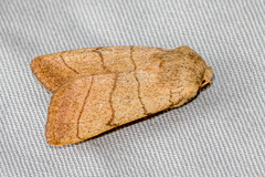 Charanyca trigrammica
