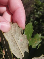 Janetia panteli