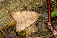 Charanyca trigrammica