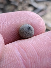 Callirhytis quercusagrifoliae