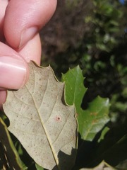 Janetia panteli