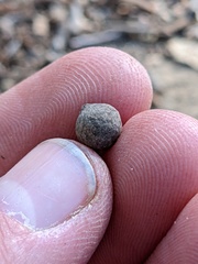 Callirhytis quercusagrifoliae