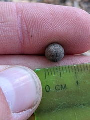 Callirhytis quercusagrifoliae