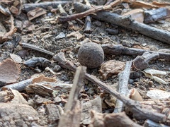 Callirhytis quercusagrifoliae