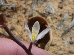 Ornithogalum hispidum