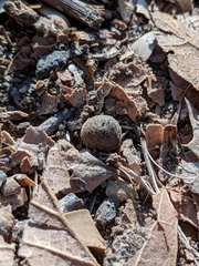 Callirhytis quercusagrifoliae
