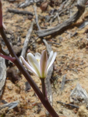 Ornithogalum hispidum