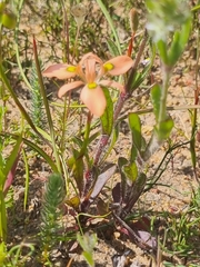 Moraea papilionacea
