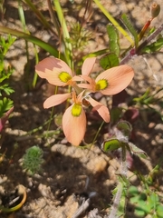 Moraea papilionacea