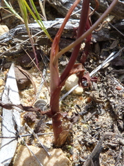 Ornithogalum hispidum