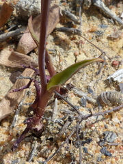 Ornithogalum hispidum