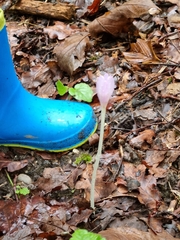 Colchicum autumnale