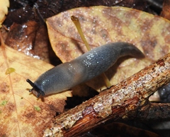 Krynickillus melanocephalus