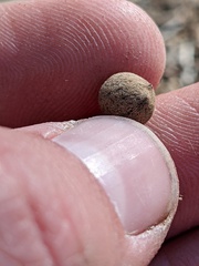 Callirhytis quercusagrifoliae