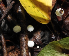 Collybiopsis quercophila