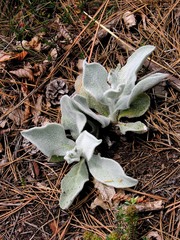 Hieracium tomentosum