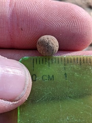 Callirhytis quercusagrifoliae