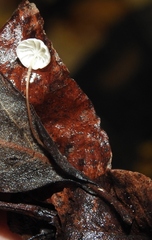 Collybiopsis quercophila