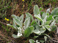 Hieracium tomentosum