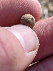 Callirhytis quercusagrifoliae