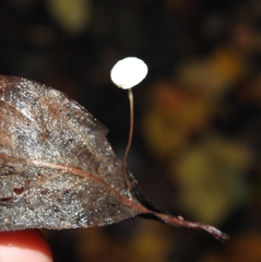 Collybiopsis quercophila