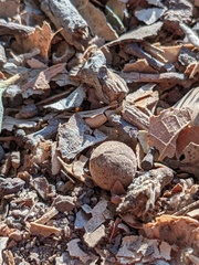 Callirhytis quercusagrifoliae