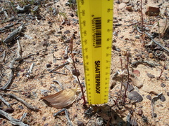Ornithogalum hispidum