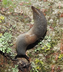 Krynickillus melanocephalus