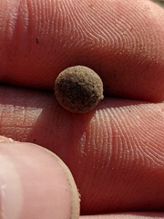 Callirhytis quercusagrifoliae