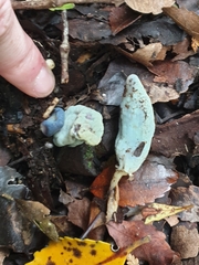 Clavogaster virescens