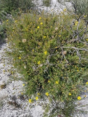 Othonna coronopifolia