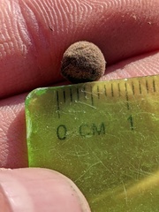 Callirhytis quercusagrifoliae