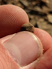 Callirhytis quercusagrifoliae