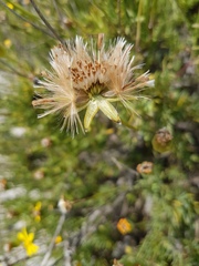 Othonna coronopifolia