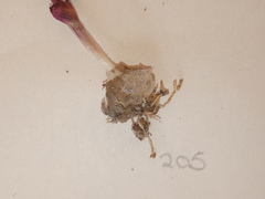 Ornithogalum hispidum