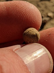 Callirhytis quercusagrifoliae