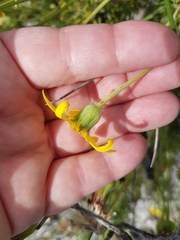 Othonna coronopifolia