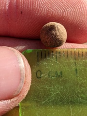 Callirhytis quercusagrifoliae