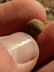 Callirhytis quercusagrifoliae