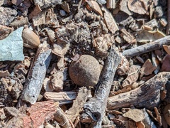 Callirhytis quercusagrifoliae