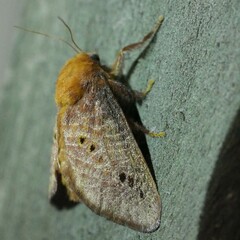 Doratifera quadriguttata