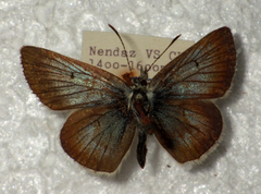 Aricia nicias
