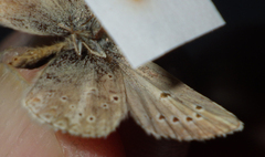 Aricia nicias