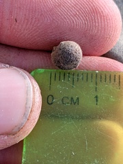 Callirhytis quercusagrifoliae