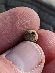 Callirhytis quercusagrifoliae