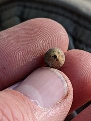 Callirhytis quercusagrifoliae